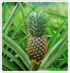 http://pim.in.th/images/others_img/1Pic/10fruit-01.jpg
