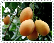http://pim.in.th/images/others_img/1Pic/10fruit-04.JPG