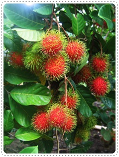 http://pim.in.th/images/others_img/1Pic/10fruit-05.JPG