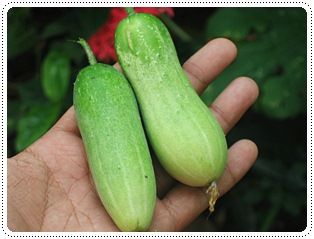 http://pim.in.th/images/others_img/1Pic/10fruit-06.jpg