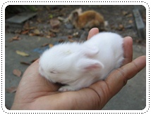 http://www.pim.in.th/images/pim-nature/2009_Dec_Rabbit/little_rabbit.JPG