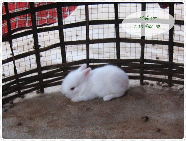 http://www.pim.in.th/images/pim-nature/2009_Dec_Rabbit/little_rabbit_day17.jpg