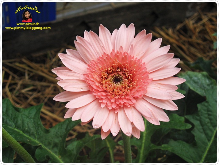 http://pim.in.th/images/pim-nature/2010Sep01/gerbera-10.JPG