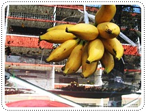 http://www.pim.in.th/images/pim-nature/banana/banana19.jpg