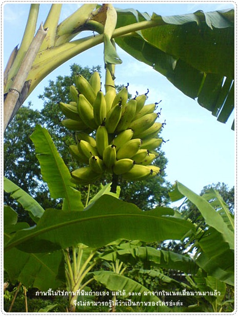http://www.pim.in.th/images/pim-nature/banana/bear-banana1.jpg