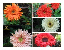 http://pim.in.th/images/pim-nature/flower_Feb2011/gerbera00.jpg