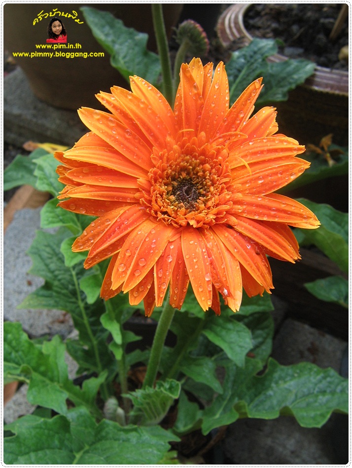 http://pim.in.th/images/pim-nature/flower_Feb2011/gerbera_03.JPG