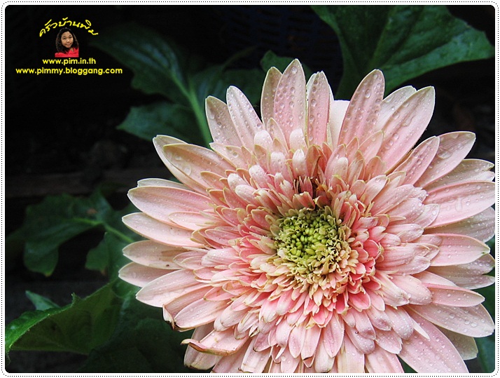 http://pim.in.th/images/pim-nature/flower_Feb2011/gerbera_08.JPG