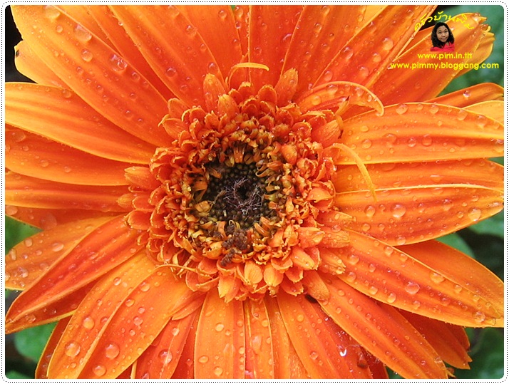 http://pim.in.th/images/pim-nature/flower_Feb2011/gerbera_09.JPG