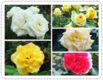 http://pim.in.th/images/pim-nature/flower_Feb2011/rose_00.jpg