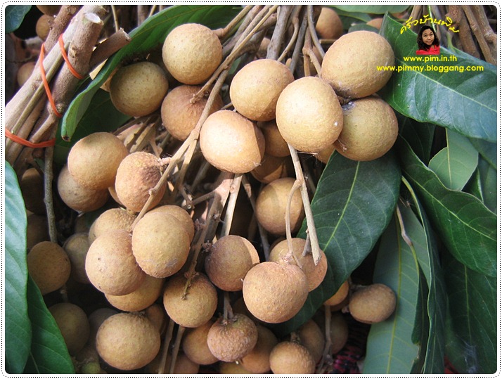 http://pim.in.th/images/pim-nature/longan2011/02.JPG