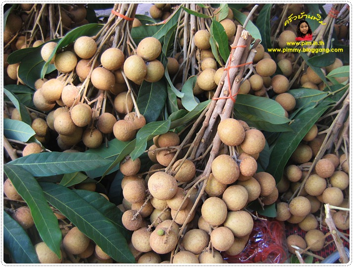 http://pim.in.th/images/pim-nature/longan2011/07.JPG