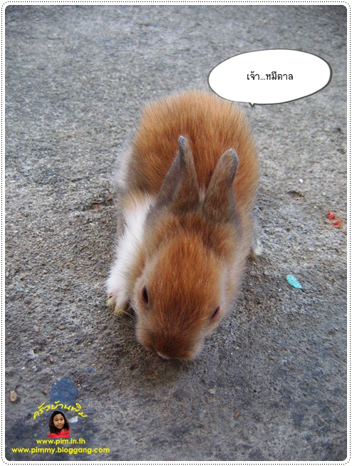 http://pim.in.th/images/pim-nature/rabbit-no1/pim_rabbit-8.JPG