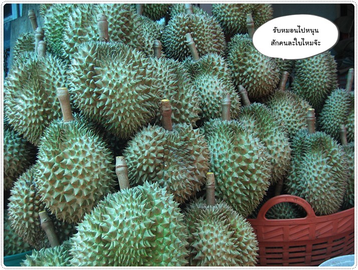 http://pim.in.th/images/pim-travel/chantaburi2554/durian/durian-02.JPG
