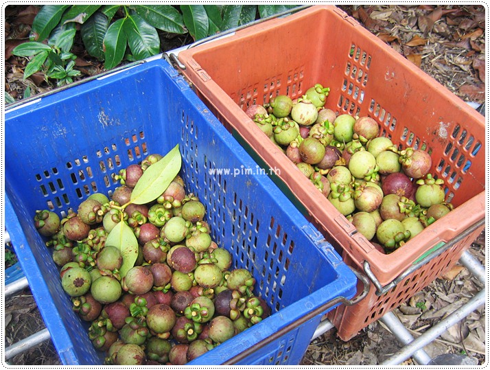 http://pim.in.th/images/pim-travel/chantaburi2554/mangosteen/mangosteen-12.JPG