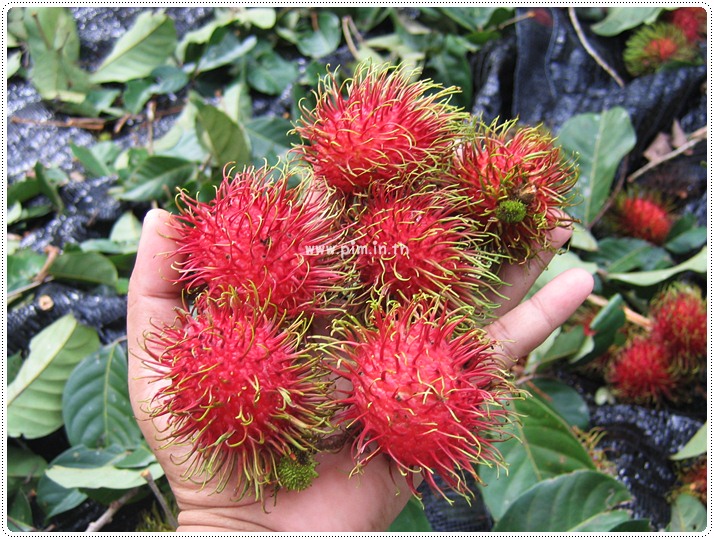 http://pim.in.th/images/pim-travel/chantaburi2554/rambutan/rambutan-20.JPG