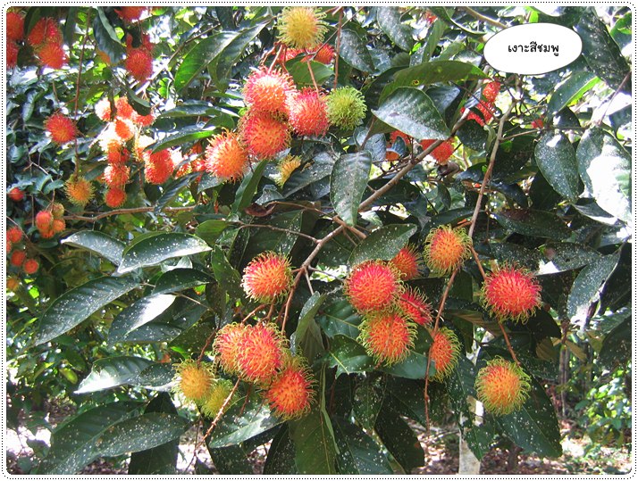 http://pim.in.th/images/pim-travel/chantaburi2554/rambutan/rambutan-27.JPG