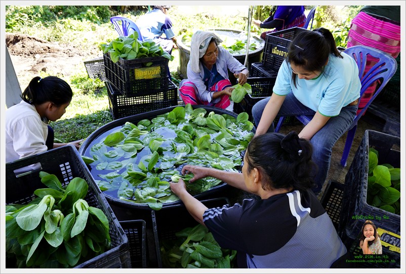 organic vegetable muangarng 09